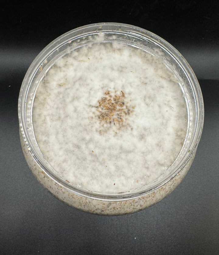 大夢Kカワラ　800cc