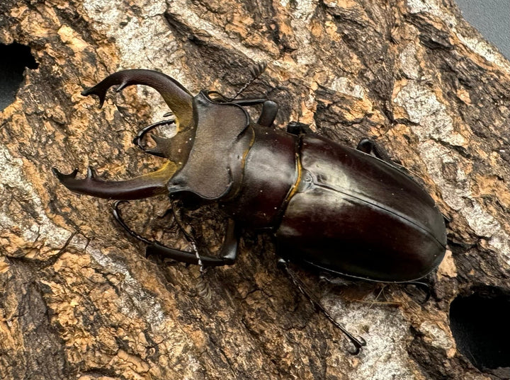 【WD】《フライミヤマクワガタ 56mm ペア》