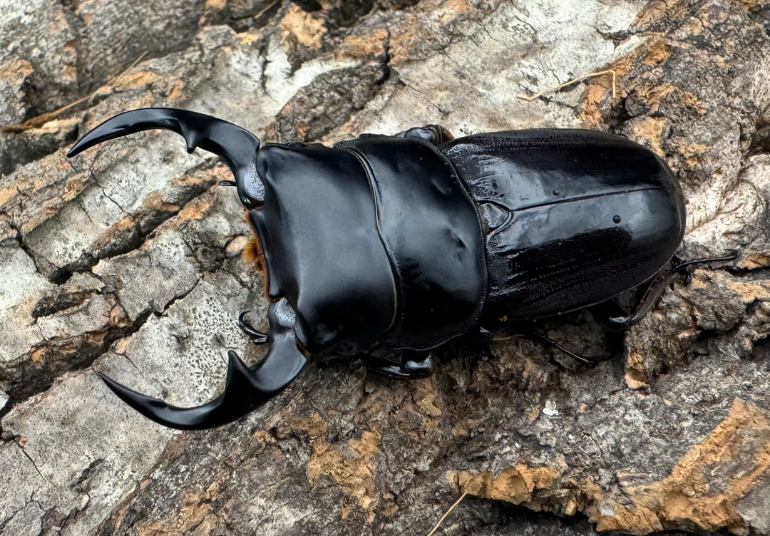 《インドクルビデンスオオクワ 57.6mm B品ペア》