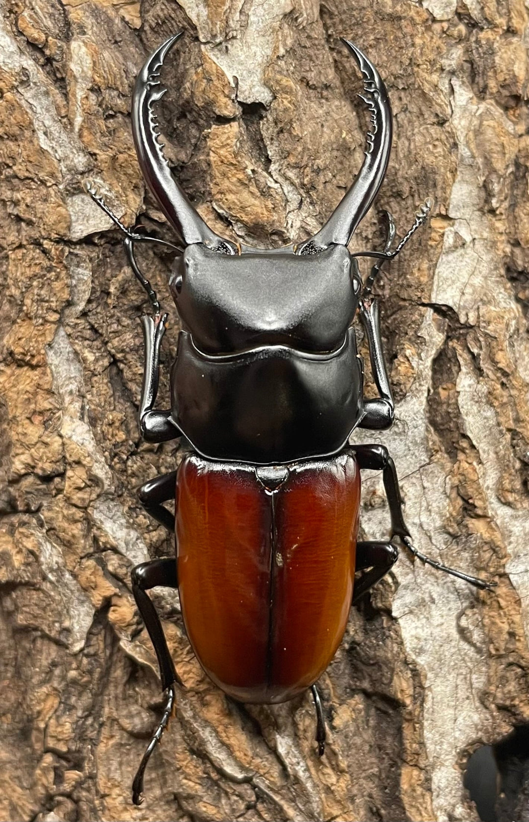 《アローコクワ亜種リエン 64mm ♂♀♀トリオ》