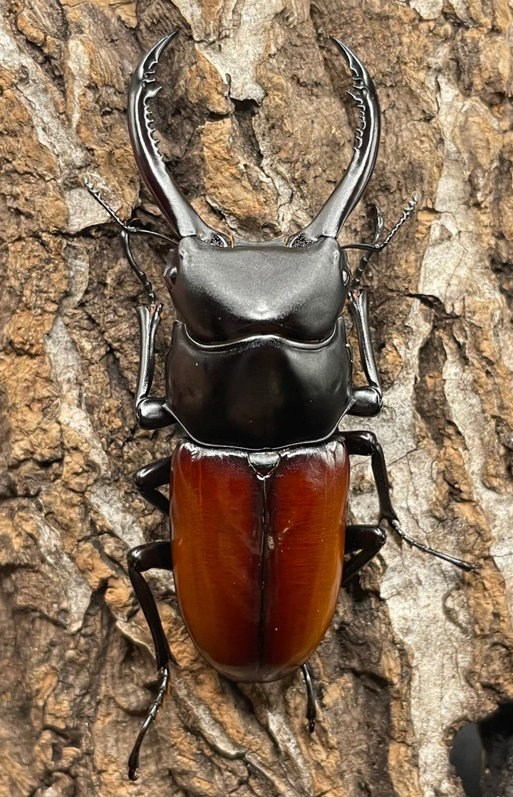 《アローコクワ亜種リエン 64mm ♂♀♀トリオ》