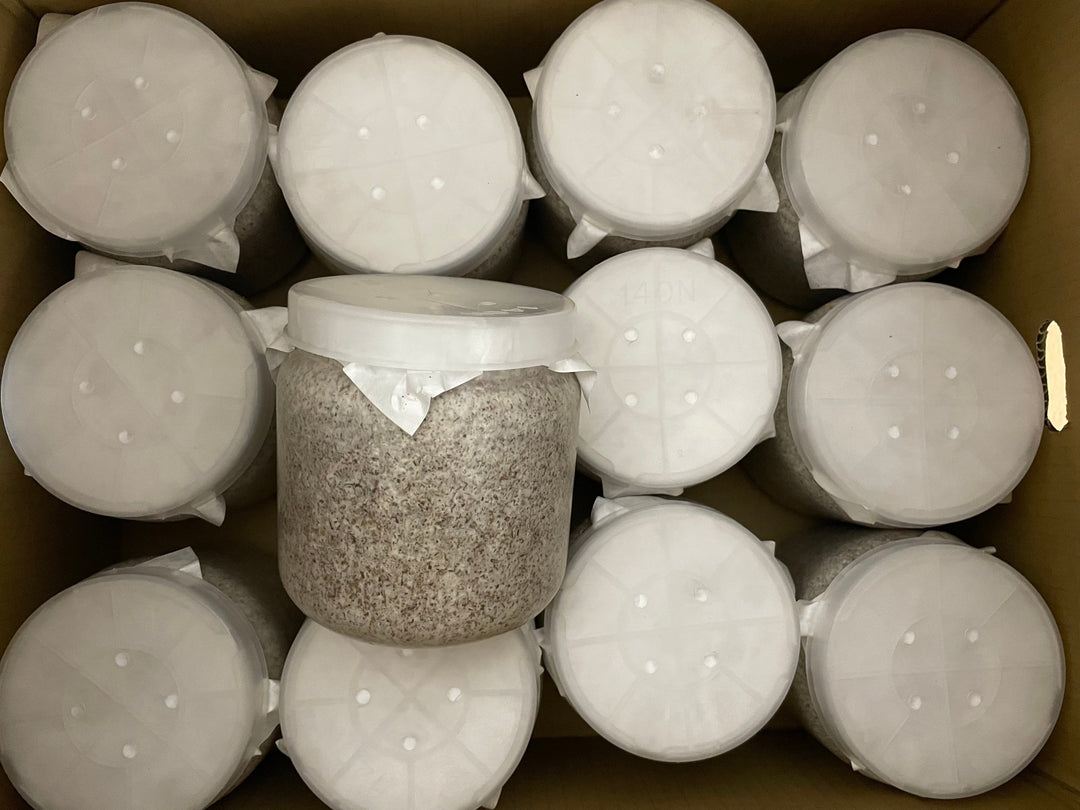 【KPWオリジナル】カワラタケ菌糸ボトル 1400cc