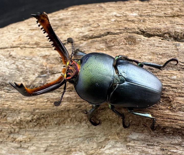 《パプアキンイロクワガタ 33mm ペア》