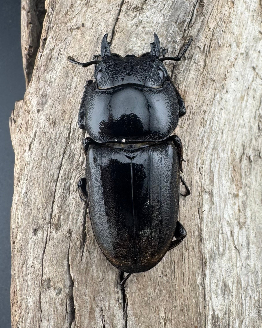 【WD】《スマトラオオヒラタ ベンクール産 84.5mm ペア》