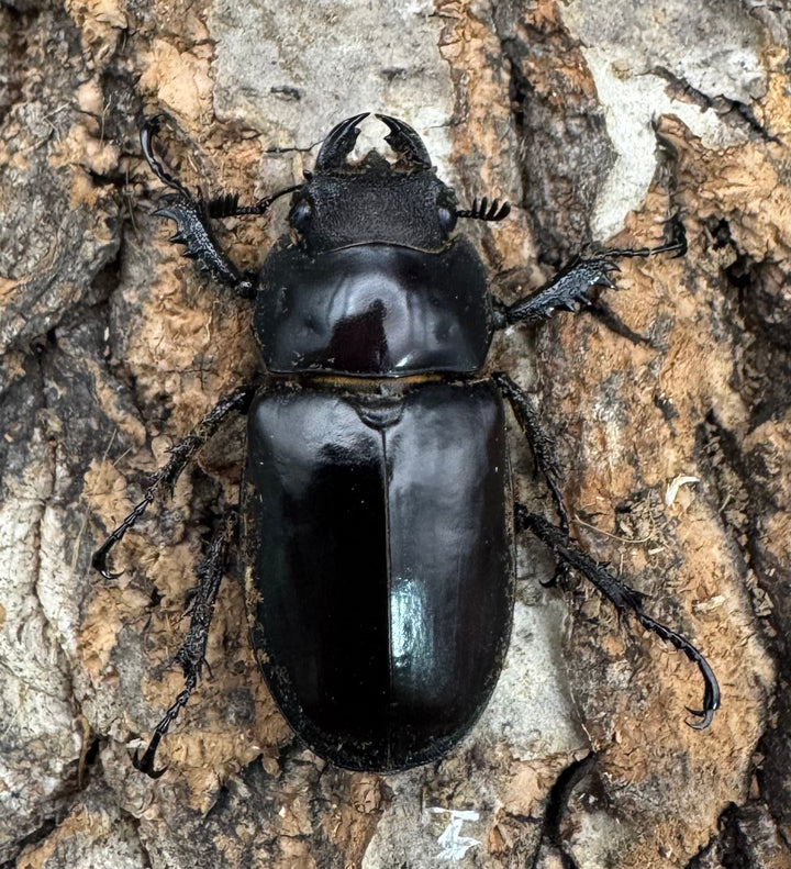 【WF3】《ドンミヤマ 63mm ペア》