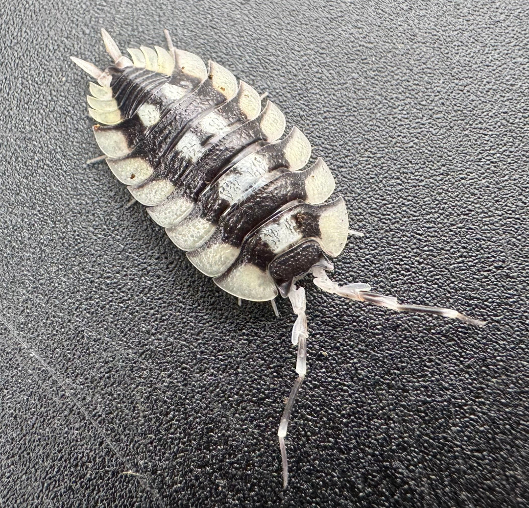 【CB】《エクスパンサス プラデス Free 5頭セット》