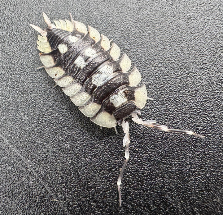 【CB】《エクスパンサス プラデス Free 5頭セット》