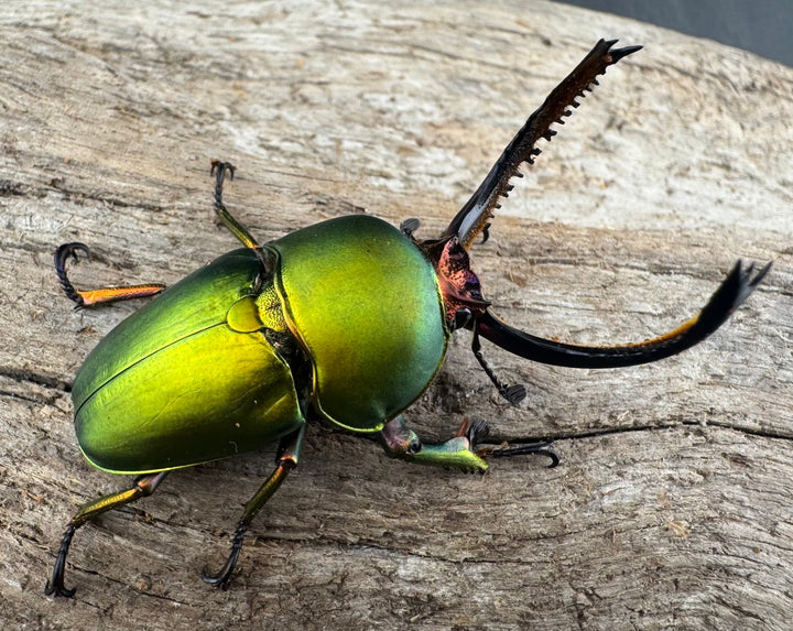 【WD】大型《パプアキンイロクワガタ アルファック産 45mm ペア》