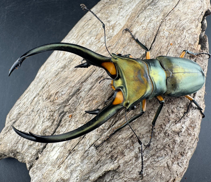 【WD】《エラフスホソアカ 91mm ペア》