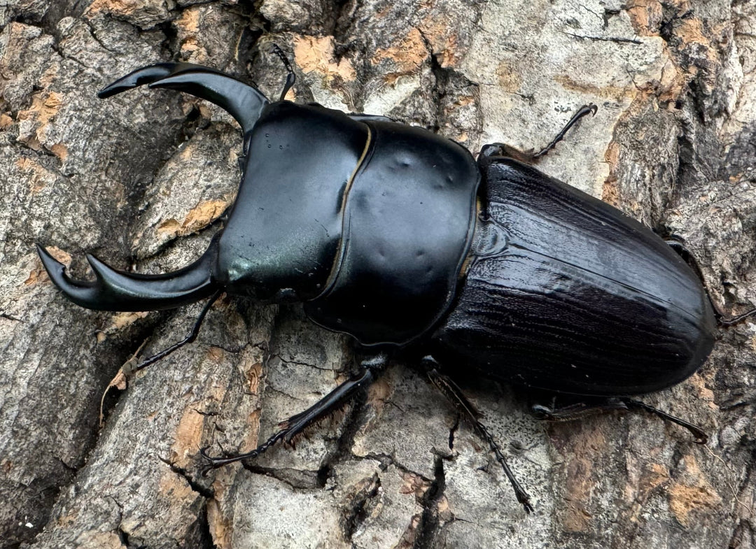 【WD】《ミンダナオパリーオオクワ  60mm ペア》