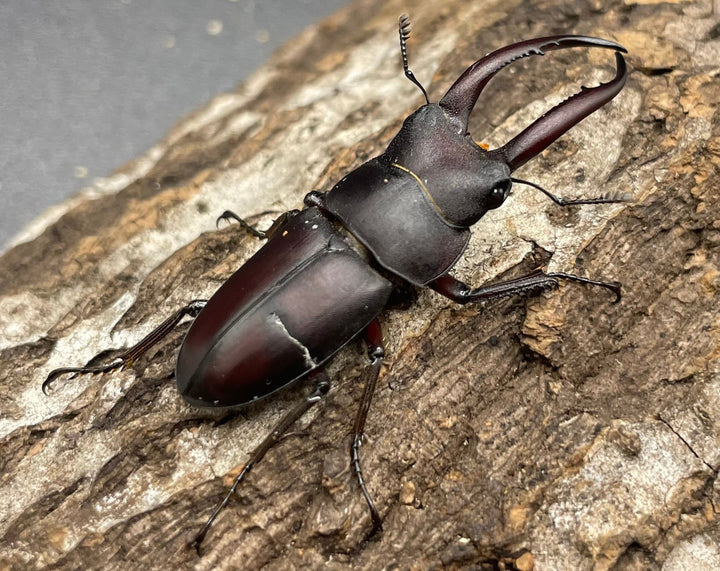 【WD】《グラキリスノコギリヒラタクワガタ  ♀単》※B品♂おまけ