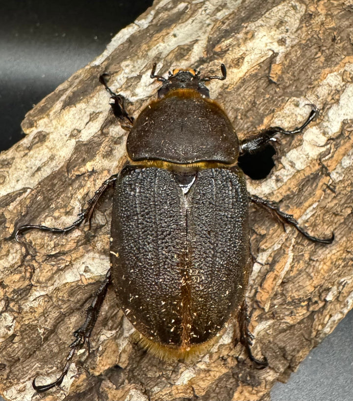 《ヘラクレス・ヘラクレス 153mm ペア》