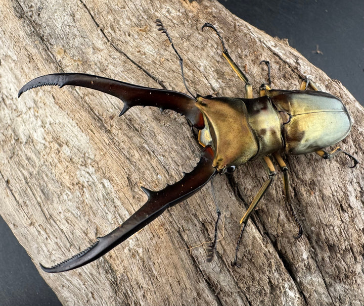 《メタリフェルホソアカ亜種サンギレンシス 72mm ペア》