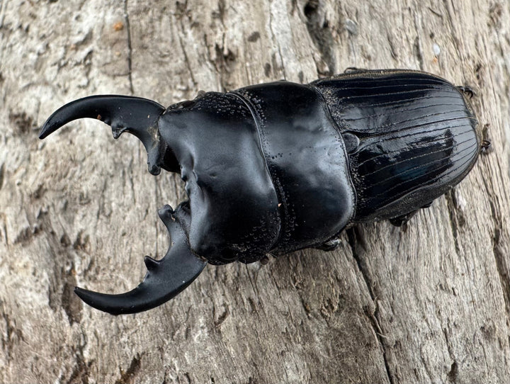 【WD】《フィリピンネブト亜種バンガイエンシス 34.5mm ペア》