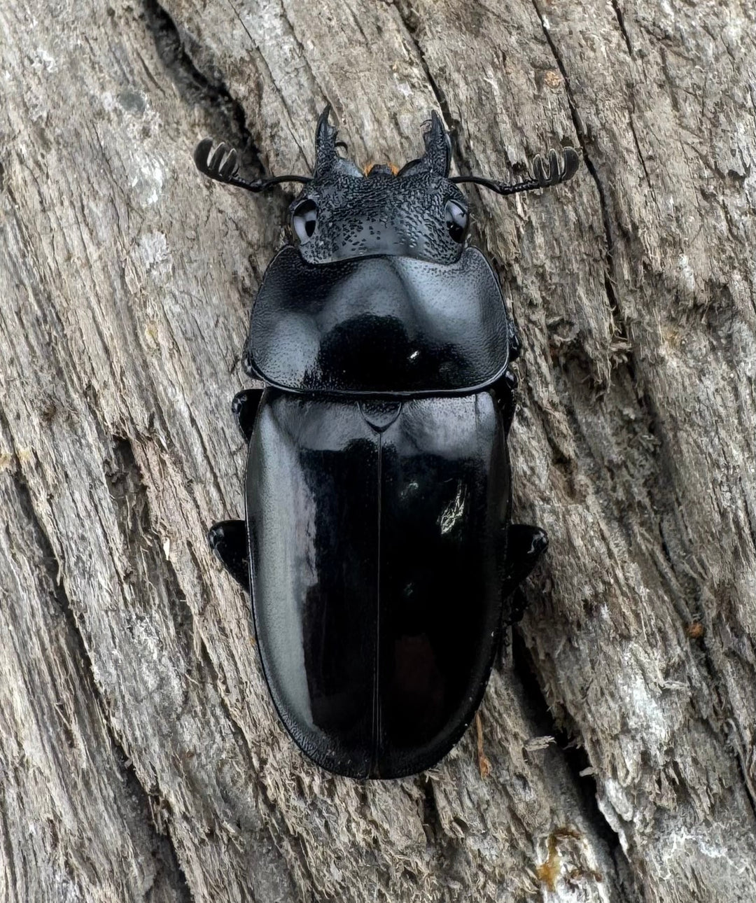 【WD】《ブッダノコギリ ミンダナオ産 52mm ペア》