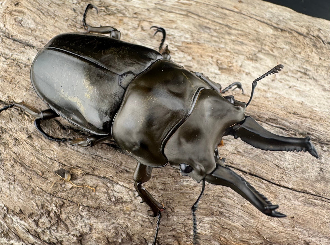 【F0】《ローゼンベルグオウゴンオニクワガタ 67mm ペア》