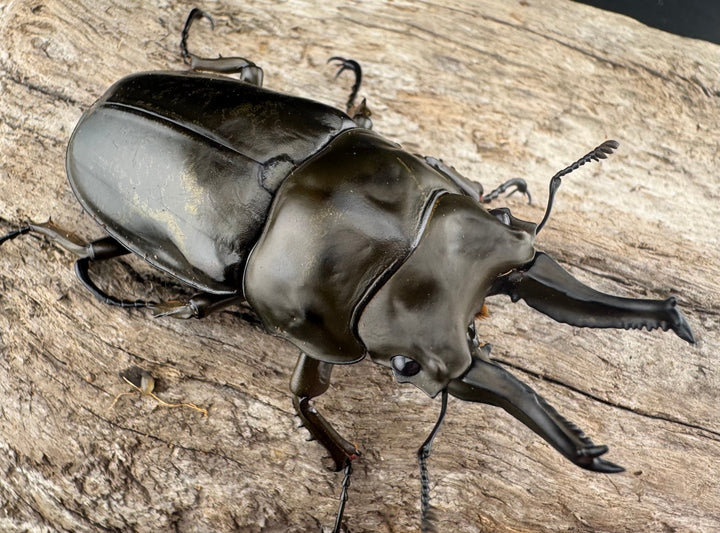 【F0】《ローゼンベルグオウゴンオニクワガタ 67mm ペア》