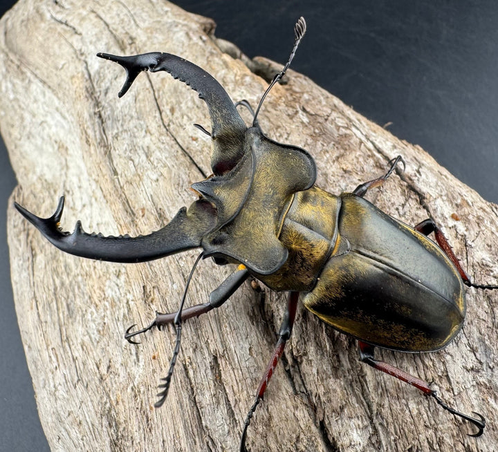 【WD】《セリケウスミヤマ原名亜種 66mm ペア》