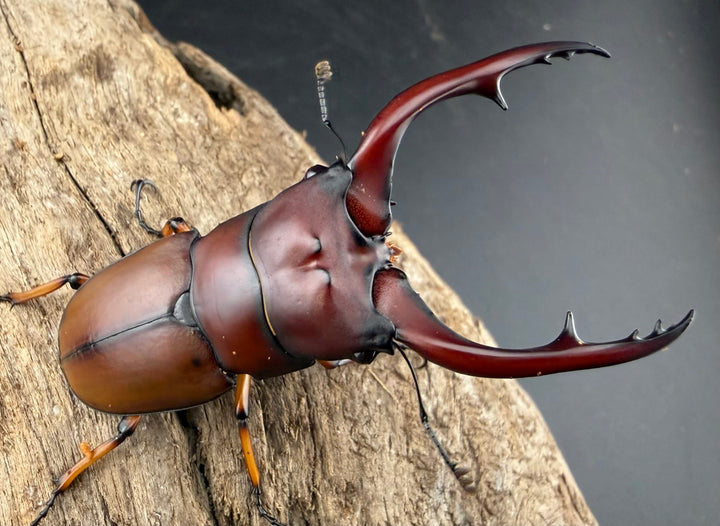 【WD】《アスタコイデスノコギリ ベンクール産 65mm ペア》