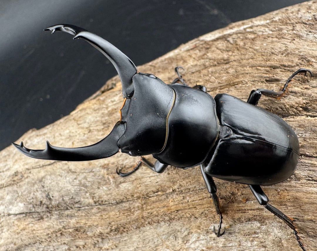 【WD】《ブラナウンコクワ  維西リス族産 61mm ペア》