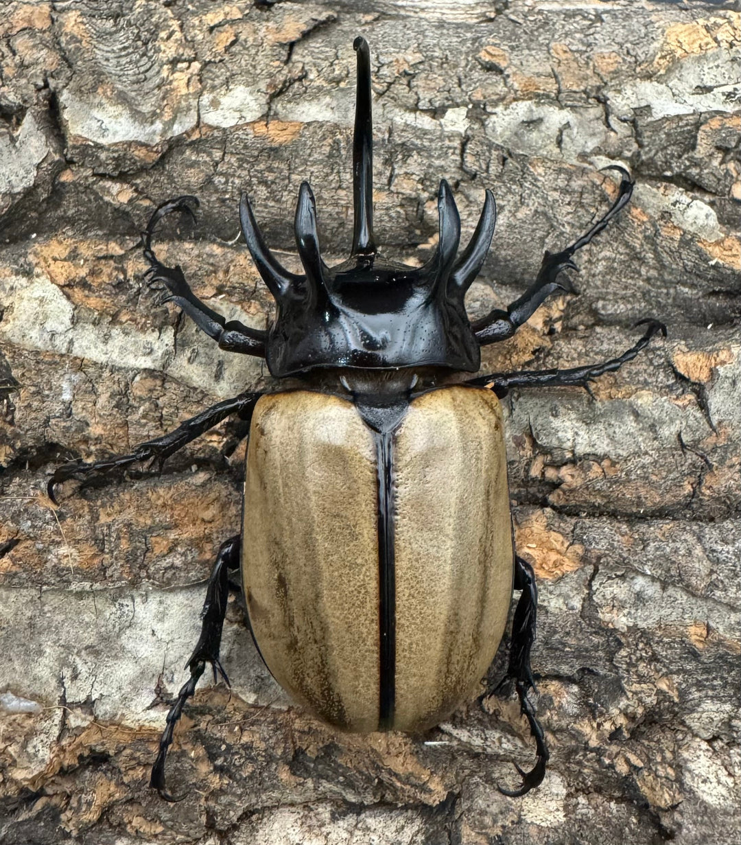 【WD】《ゴホンツノカブト 75mm ペア》