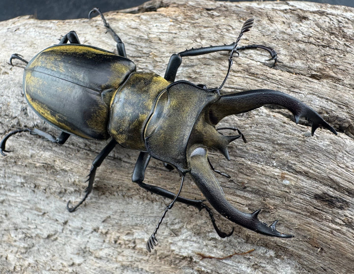 【WD】《フルキフェルミヤマ 61mm ペア》