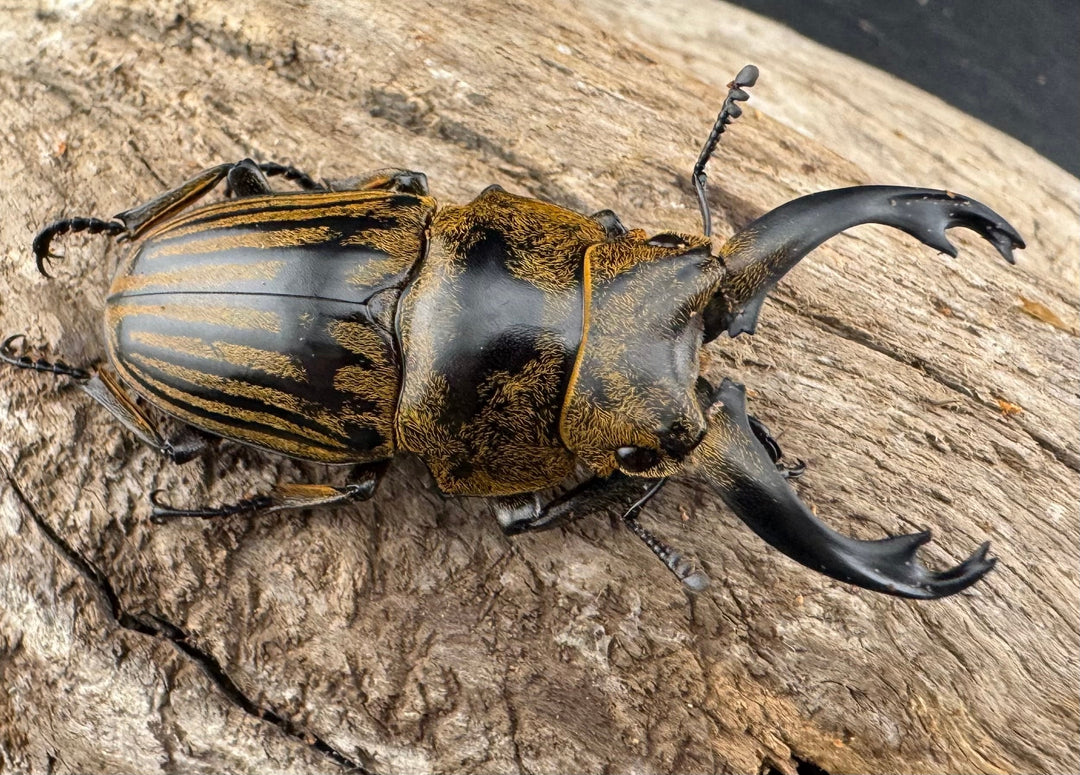 【WD】《ストリアータツヤクワガタ 48mm ペア》