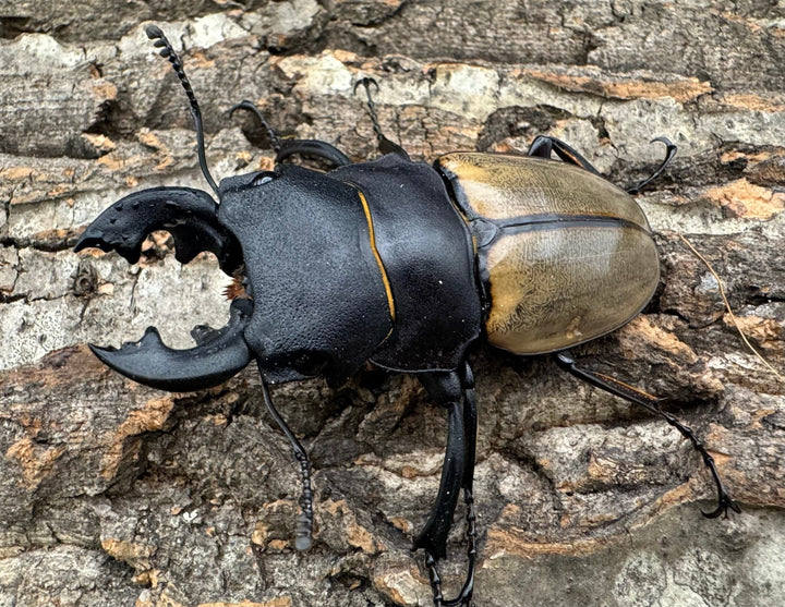 【WD】《カステルナウディツヤクワガタ 75ｍｍ ペア》