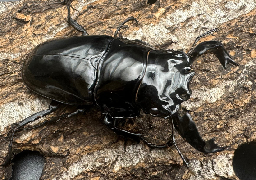 《タランドゥスオオツヤクワガタ 68mm ペア》