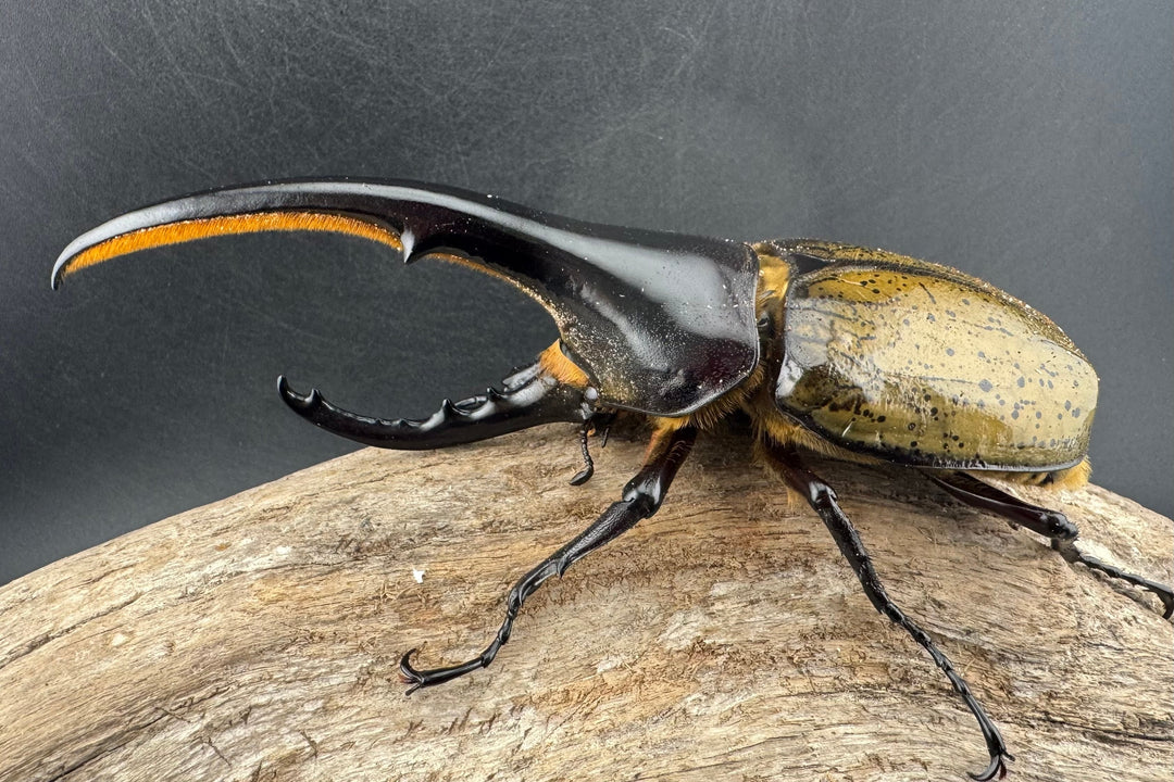 《ヘラクレス・ヘラクレス 143mm ペア》