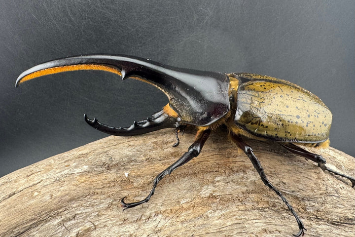 《ヘラクレス・ヘラクレス 143mm ペア》