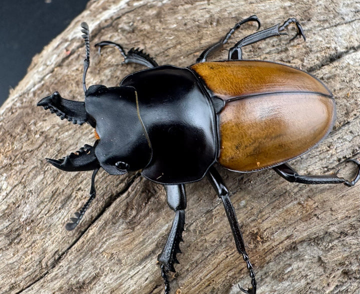 【WD】《ニティドゥスマルバネ亜種lemeei 広西壮族産 47mm ペア》②