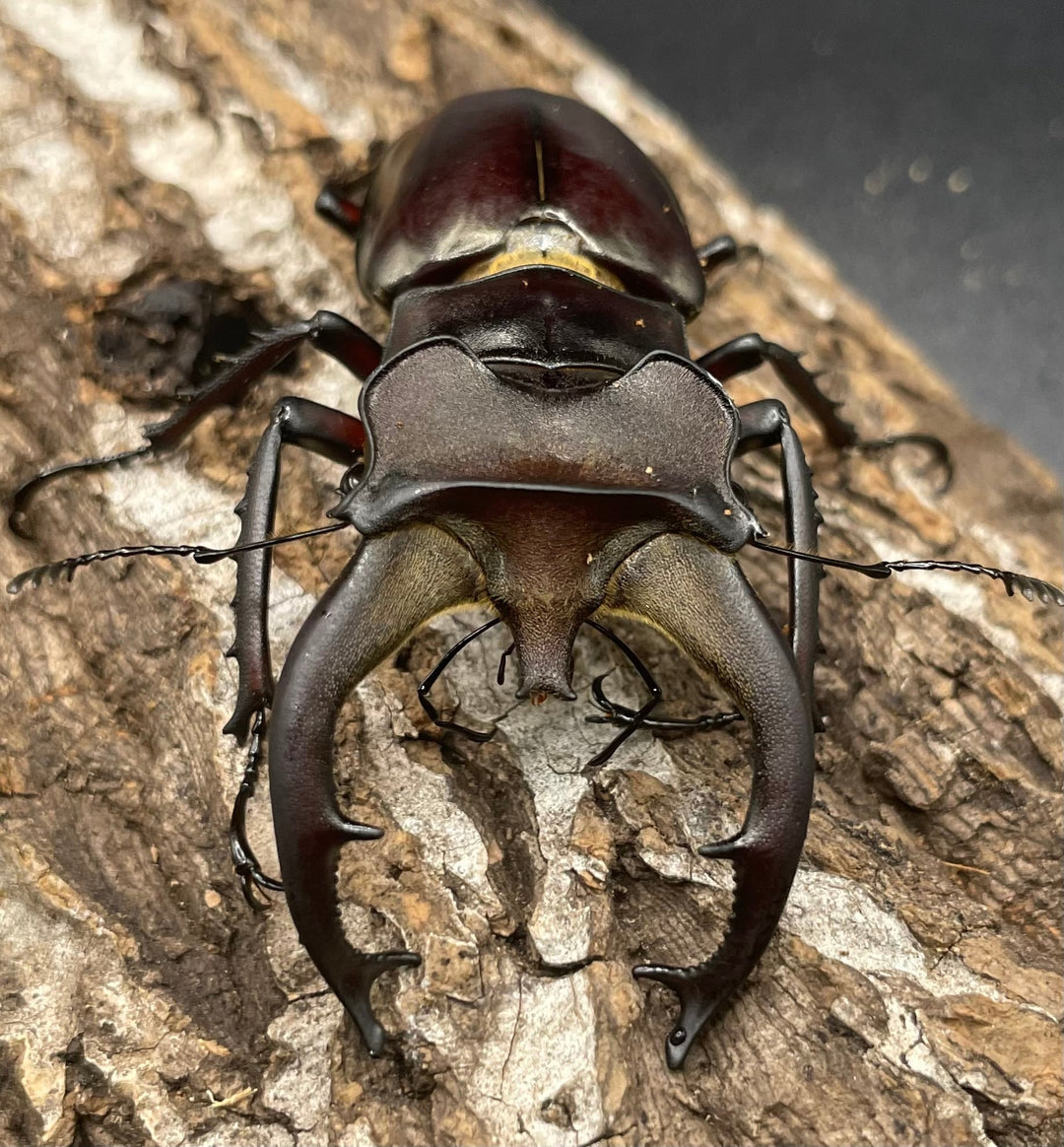 【WD】《フライミヤマクワガタ 70mm A’ペア》