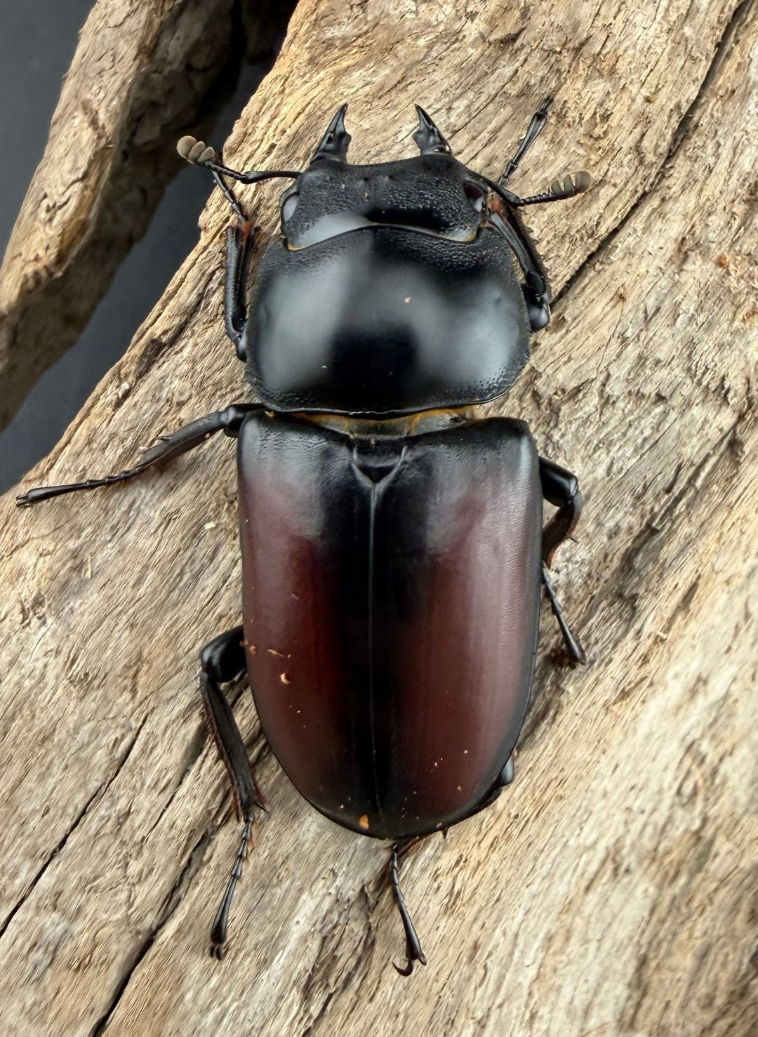 《ドンキエルコクワ原名亜種 ミャンマー産 67.5mm ペア》