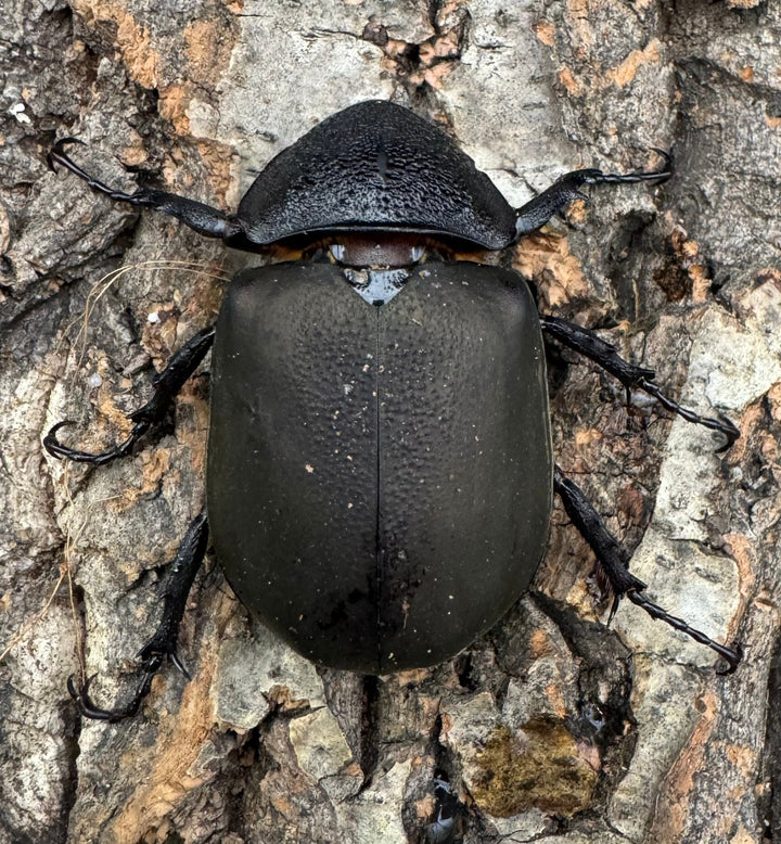 【WD】《ミンダナオアトラスオオカブト 97mm ペア》