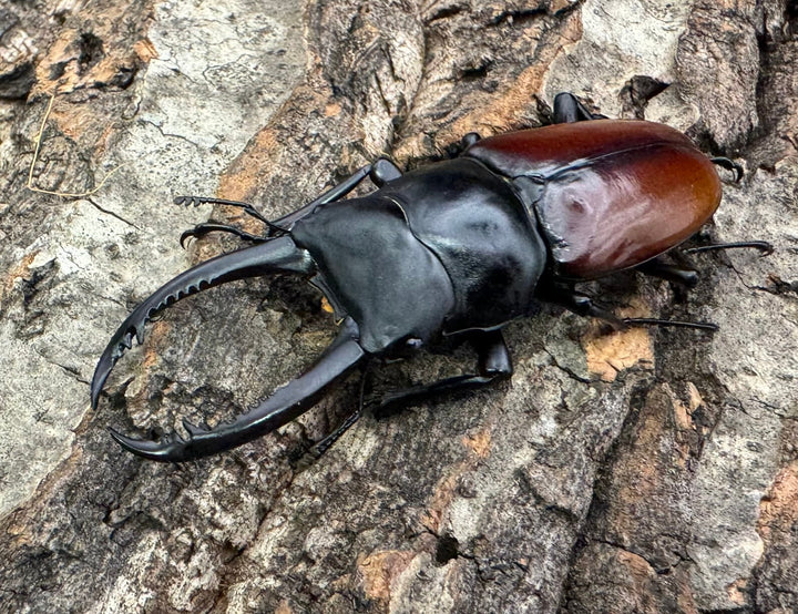 【WF2】《アローコクワ亜種リエン 68mm ペア》