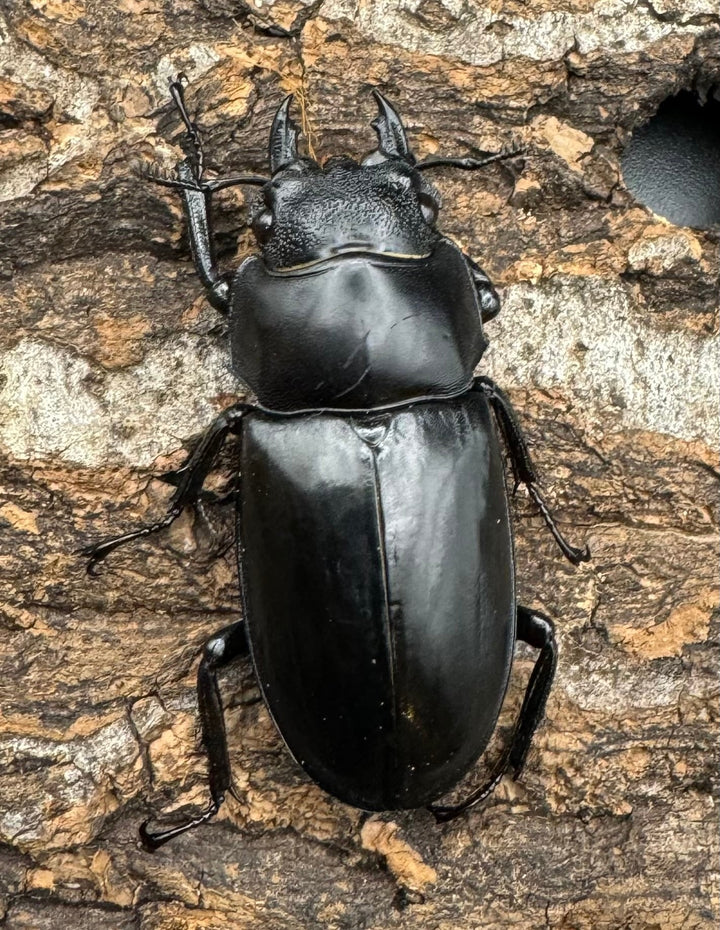 【WD】《セアカフタマタクワガタ 84mm ペア》