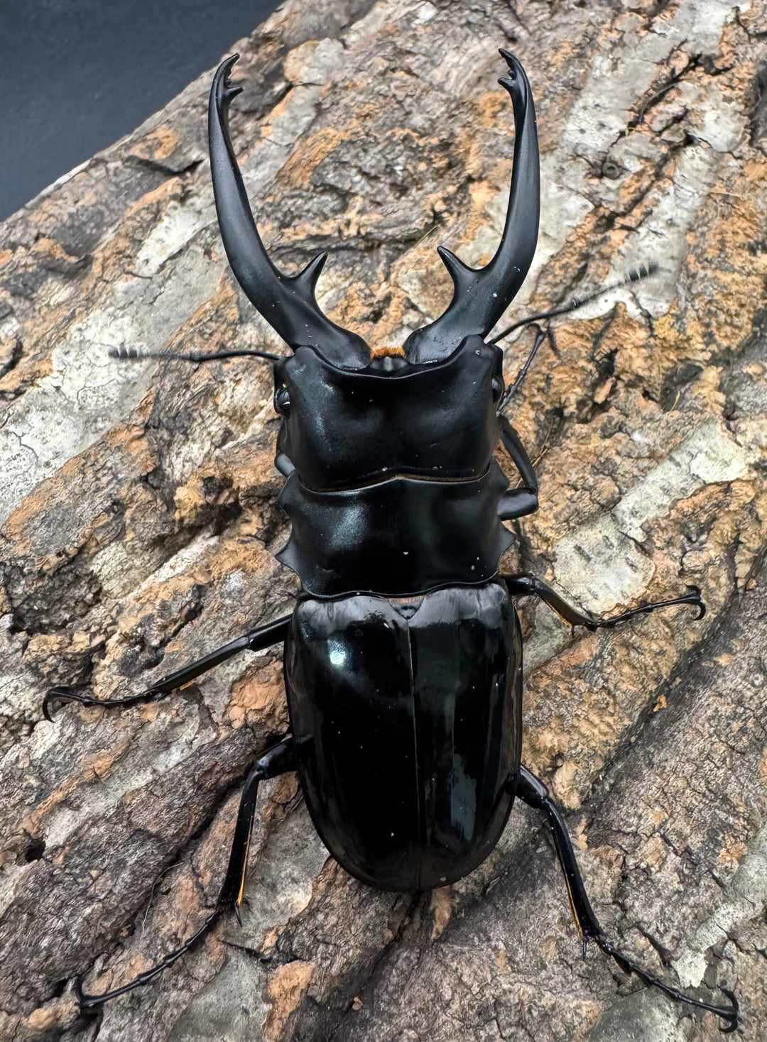 【WD】《インターメディアツヤクワガタ ネグロス産 96.5mm ペア》