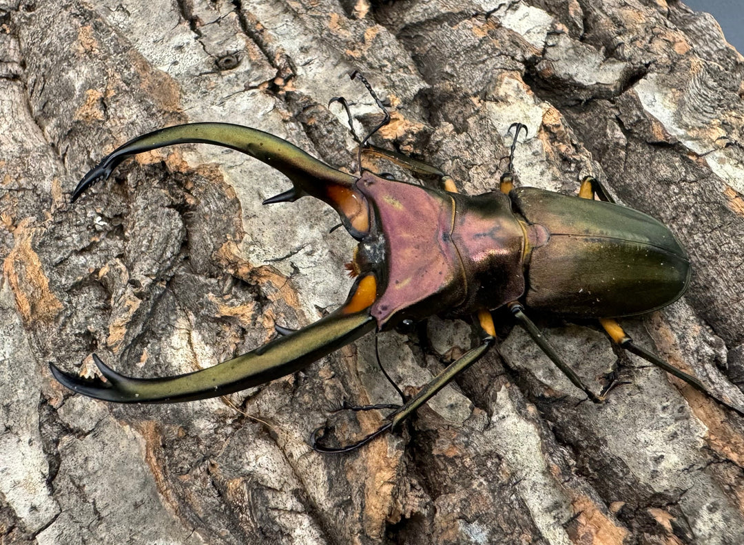 【WD】《エラフスホソアカクワガタ 88.5mm ペア》