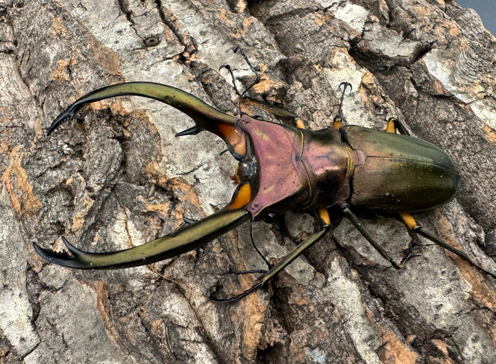 【WD】《エラフスホソアカクワガタ 88.5mm ペア》