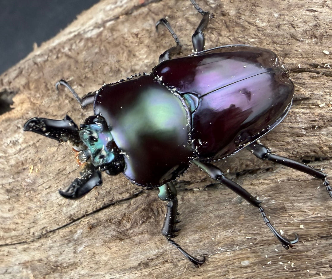 《ニジイロクワガタ Free ♂単》