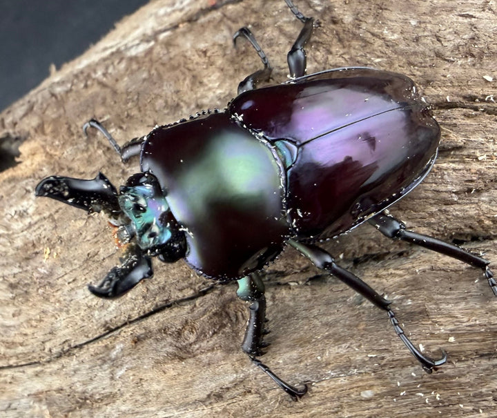 《ニジイロクワガタ Free ♂単》