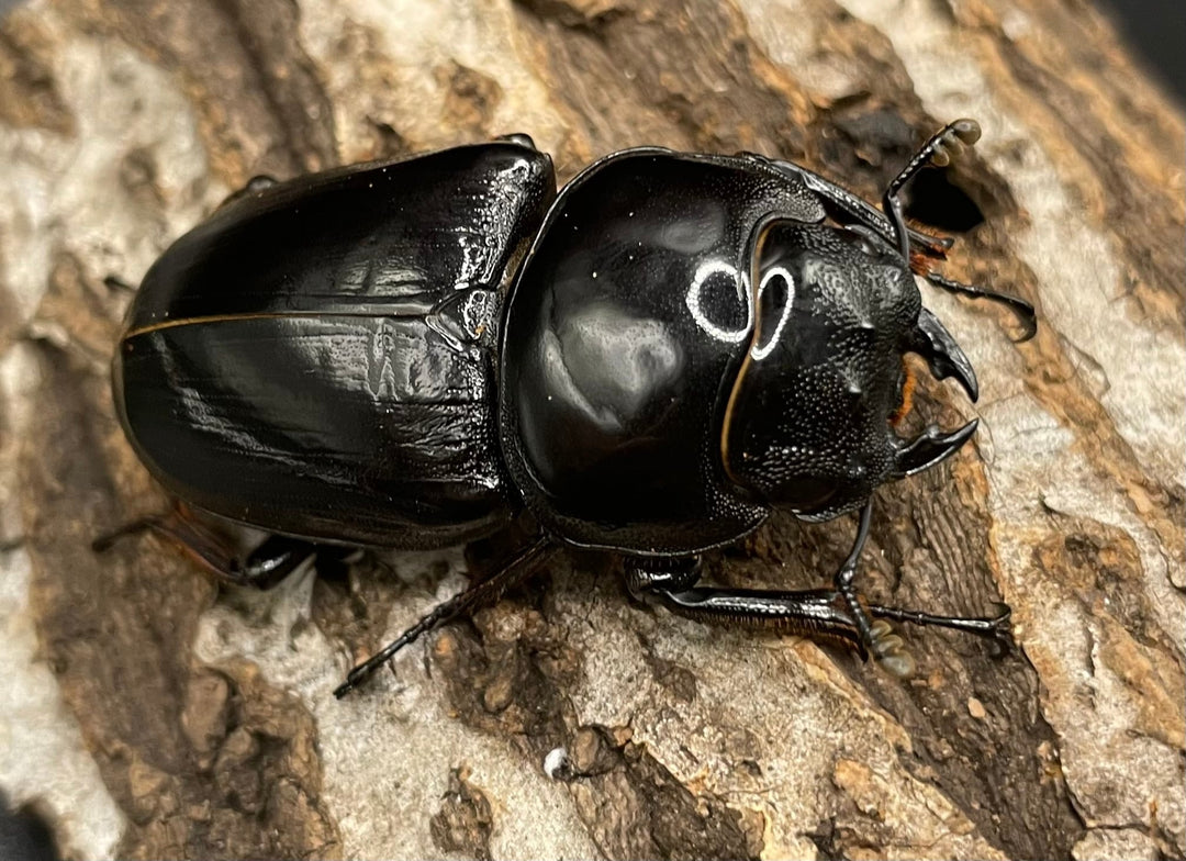 《インドグランディス亜種moriyai Garda95.0血統 83mm ペア》