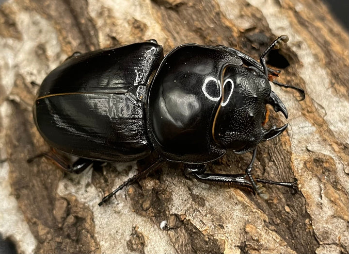 《インドグランディス亜種moriyai Garda95.0血統 83mm ペア》