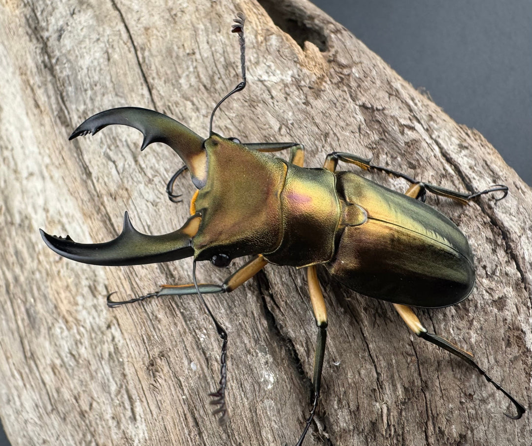 《エラフスホソアカ 52.5mm ペア》