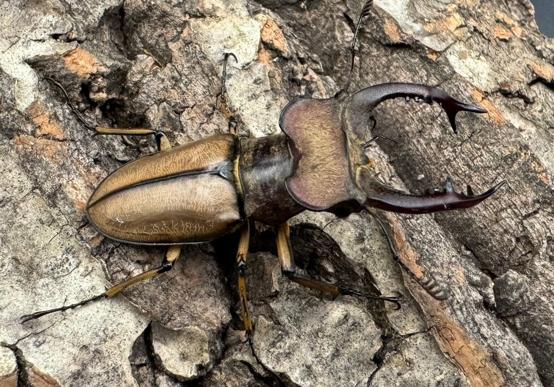 【WD】《デラバイミヤマ 47mm B品ペア》