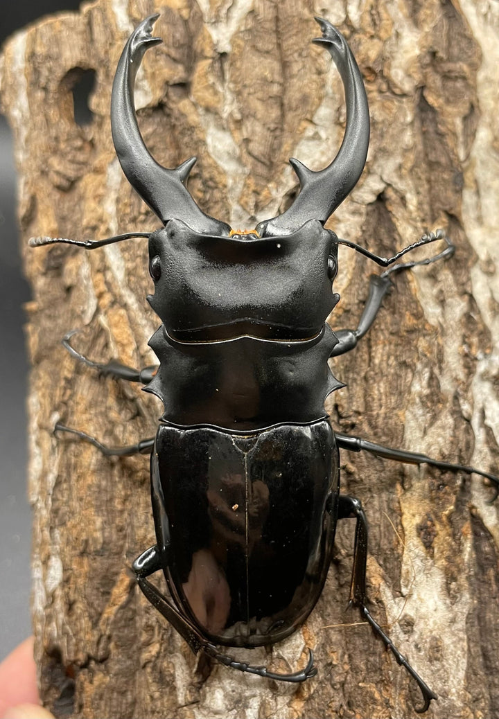 【WD】超大型大歯《インターメディアツヤクワガタ 98mmUP ペア》