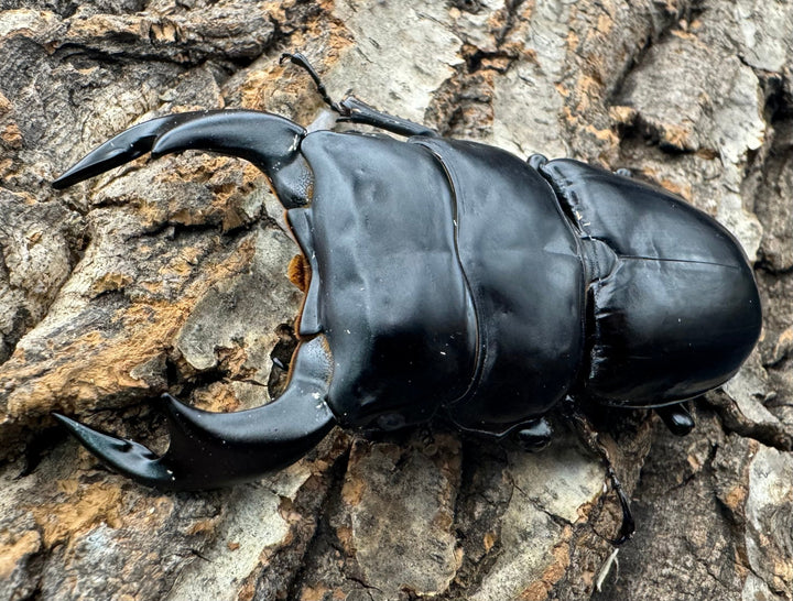 《インドアンタエウス サディア産 82mm ペア》