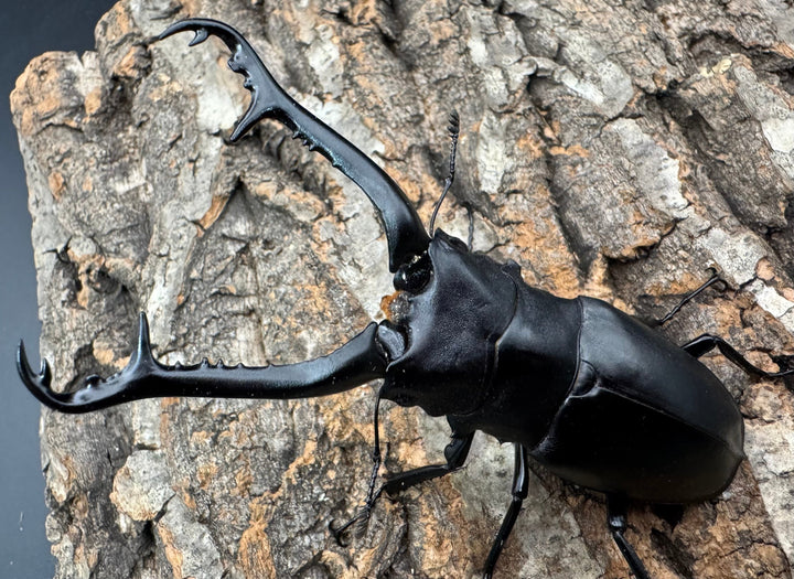 《ギラファノコギリ亜種ケイスケ 101mm ペア》