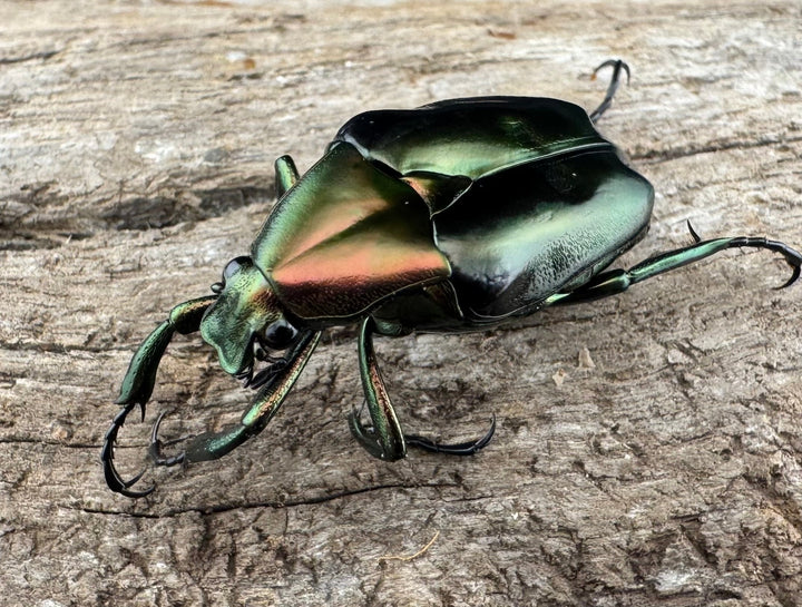 《ロドリゲストゲアシハナムグリ Free ペア》